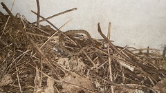 Gloydius ussuriensis