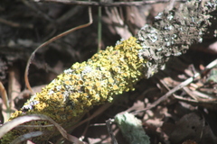 Xanthoria parietina