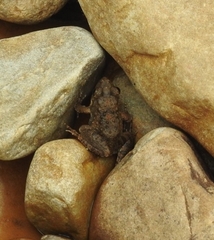 Anura