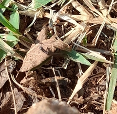 Oligotoma saundersii