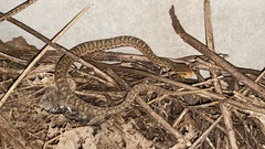 Gloydius ussuriensis