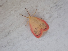 Miltochrista miniata