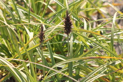Carex macrocephala
