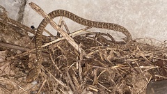 Gloydius ussuriensis