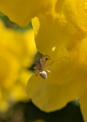Metaphidippus