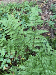 Dryopteris carthusiana