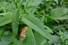 Symphytum officinale