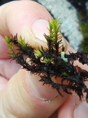 Grimmiaceae