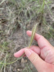 Dichanthium sericeum
