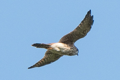 Falco sparverius
