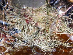 Gracilaria