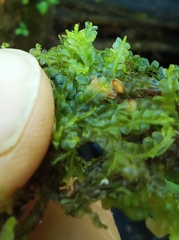 Chiloscyphus pallescens