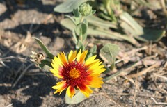 Gaillardia aristata