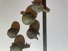 Callirhytis quercusbatatoides