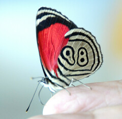 Diaethria clymena