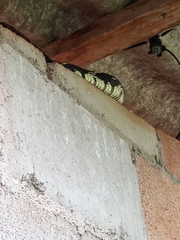Spilotes pullatus