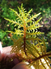 Hylocomium splendens