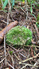 Leucobryum glaucum