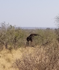 Giraffa camelopardalis giraffa