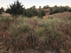 Yucca glauca