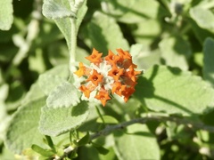 Buddleja marrubiifolia