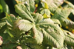 Aesculus hippocastanum