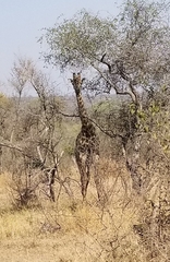 Giraffa camelopardalis giraffa