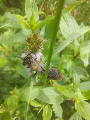 Sphecinae