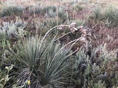 Yucca glauca