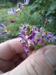 Lespedeza frutescens