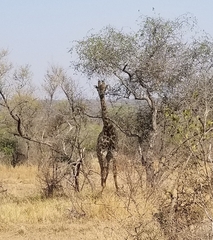 Giraffa camelopardalis giraffa