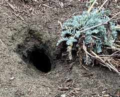 Otospermophilus beecheyi