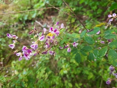 Lespedeza frutescens