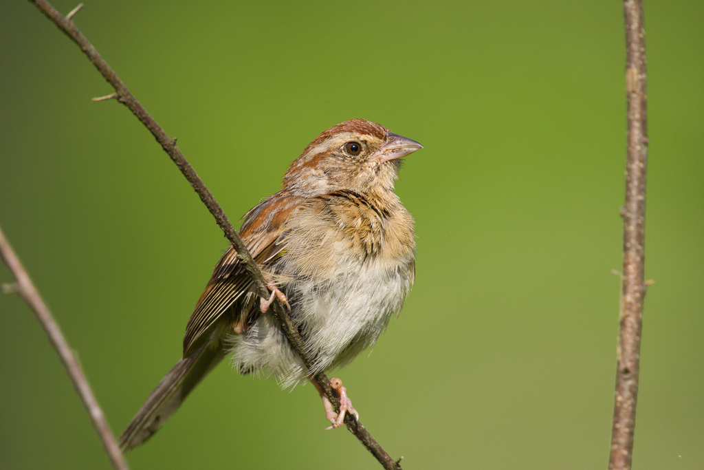 Bachman's Sparrow (Birds of Alabama) · iNaturalist