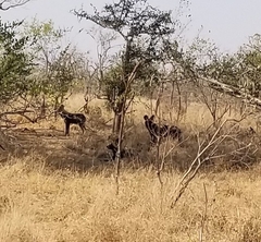 Giraffa camelopardalis giraffa