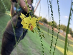 Parkinsonia