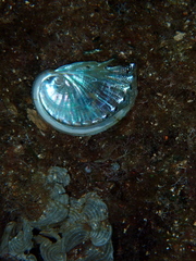 Haliotis tuberculata