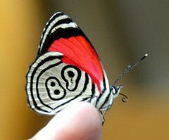 Diaethria clymena