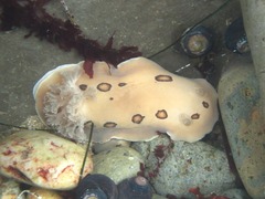 Diaulula sandiegensis