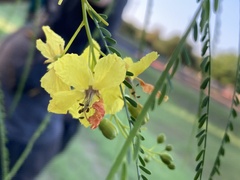 Parkinsonia