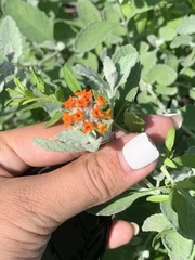 Buddleja marrubiifolia