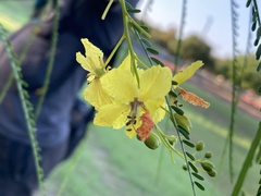 Parkinsonia