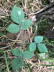 Rubus saxatilis