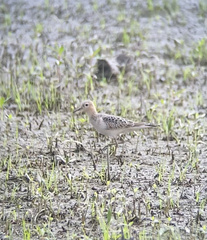 Calidris subruficollis