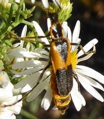 Chauliognathus deceptus