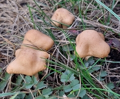Conocybe tenera