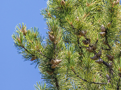 Pinus contorta