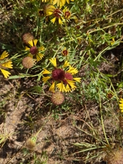 Gaillardia aestivalis