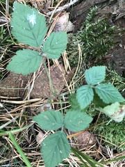 Rubus saxatilis