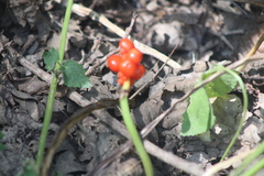 Arum maculatum